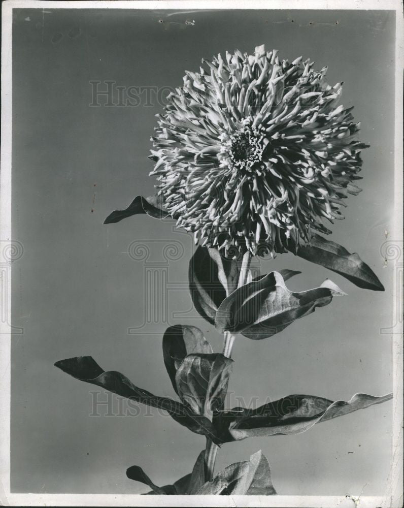 1954 Press Photo Blaze Zinnia Flower Plant Burpee Seed - Historic Images