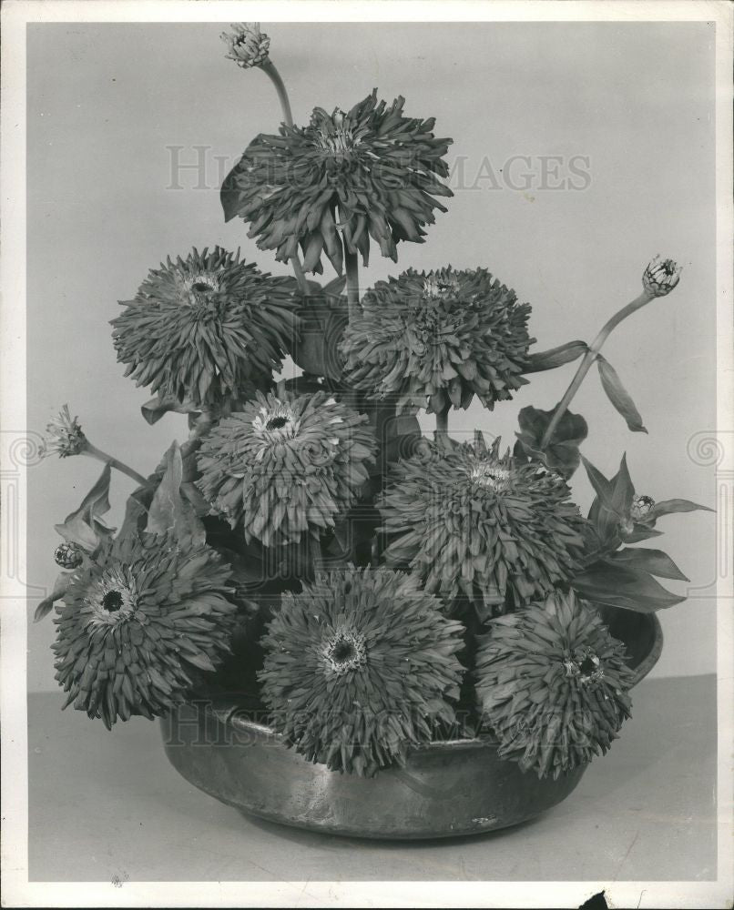 1954 Press Photo Hybrid Zinnia Flower Blaze Burpee Seed - Historic Images