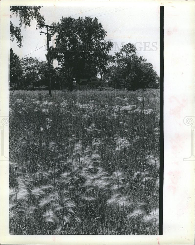 1981 Press Photo Squirrel tail grass - Historic Images