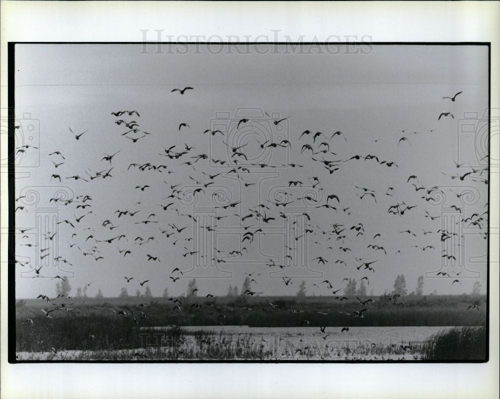 Press Photo Flock Birds Ducks Marsh Nature Lake - Historic Images