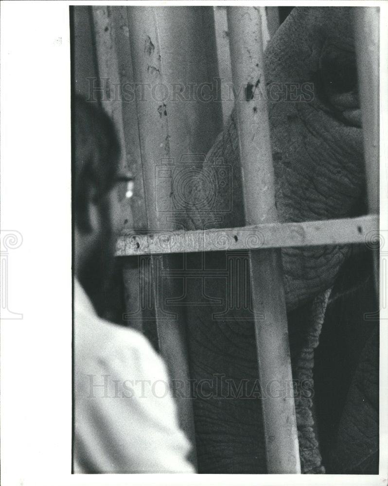 1982 Press Photo Steve Graham Detroit Zoo elephant - Historic Images