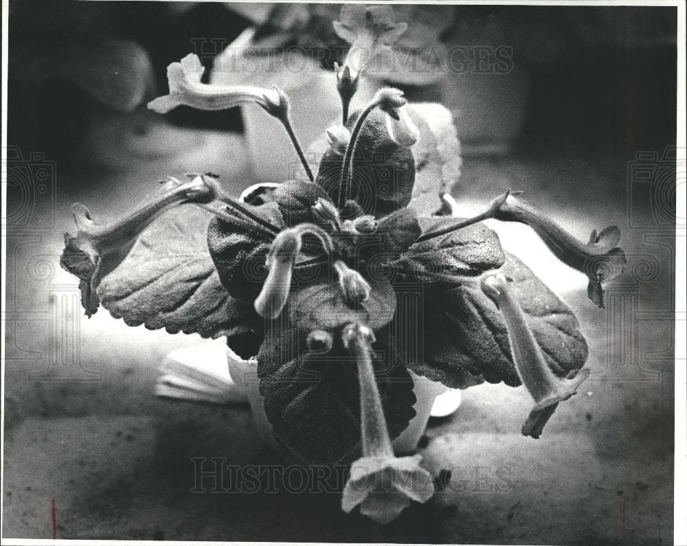 1981 Press Photo flower - Historic Images