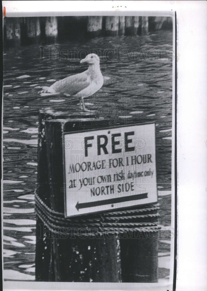 1963 Press Photo Seagull, mooring sign - Historic Images