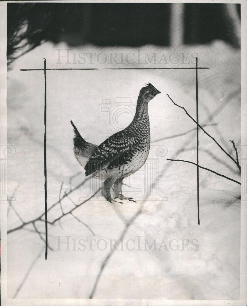 1944 Press Photo BIRD GROUSE - Historic Images