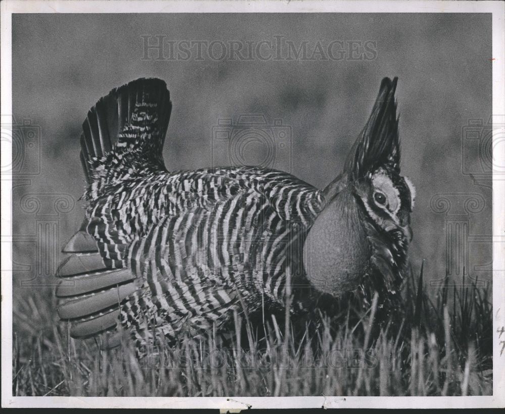 1959 Press Photo Grouse - Historic Images