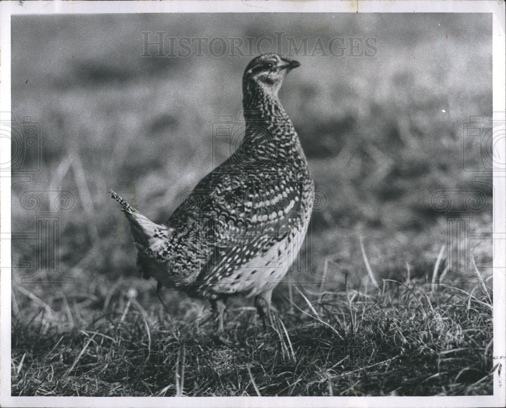 1961 Press Photo SHARPTAIL GROUSE speckled Brown bird - Historic Images