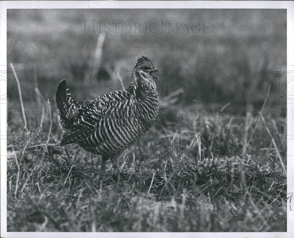1961 Press Photo Prairie Chicken black tail transverse - Historic Images