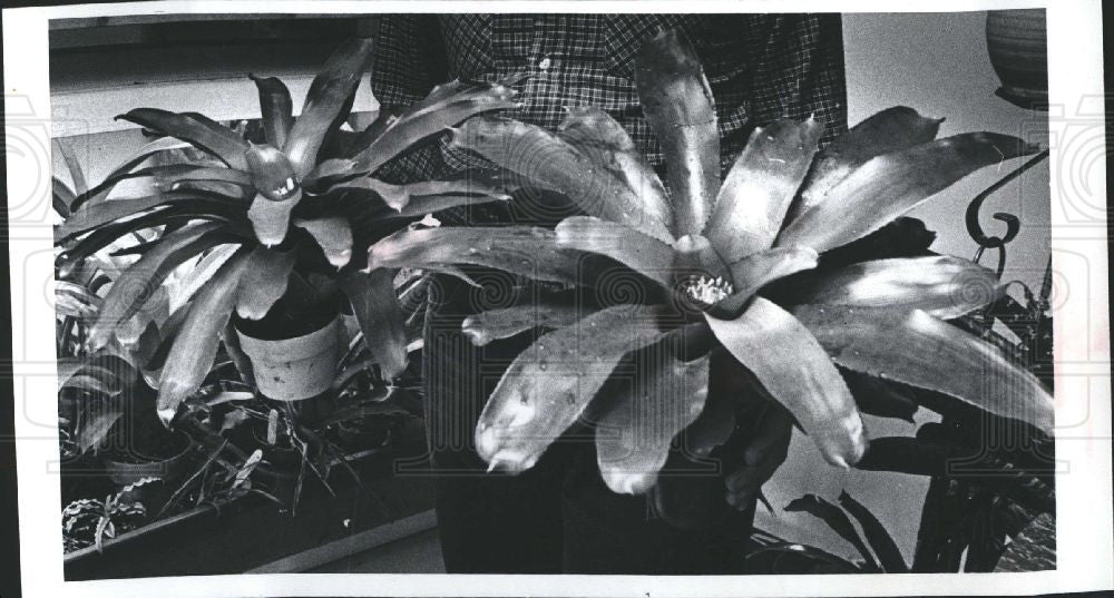 1982 Press Photo Neoregelia Carolinae blooms bromeliad - Historic Images