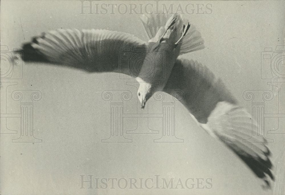 1930 Press Photo Gulls - Historic Images