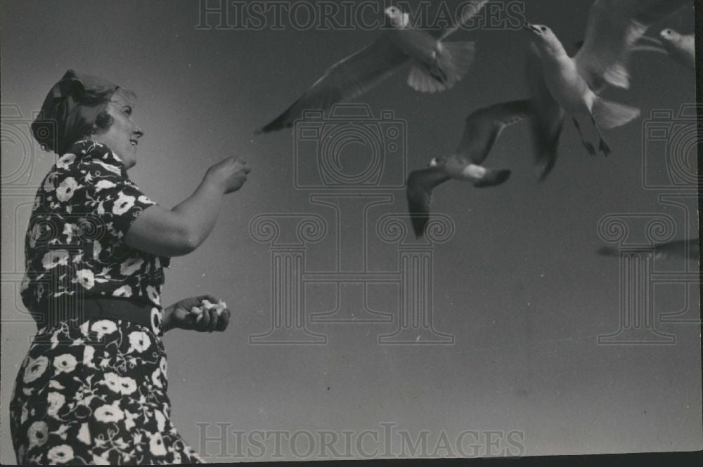 1938 Press Photo Gulls, Lakeland Fla - Historic Images