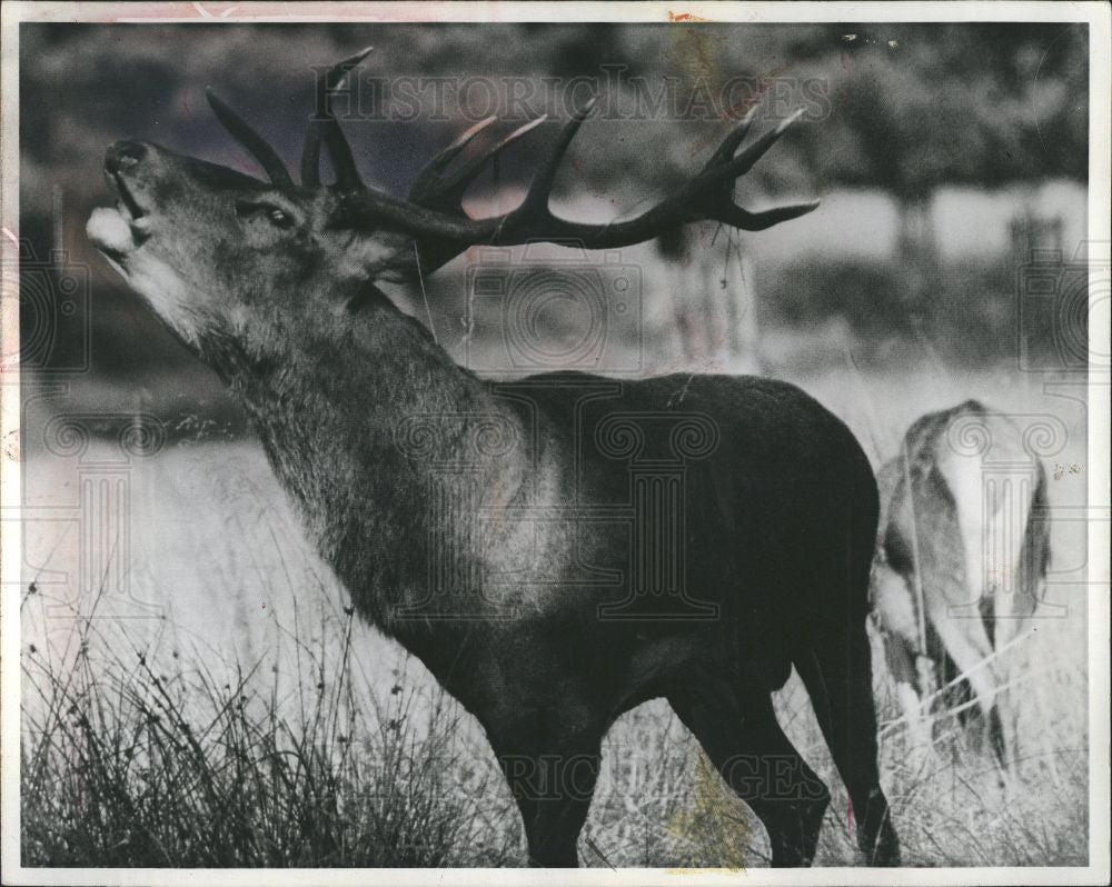 1993 Press Photo National Forest in Ohio Wayne Forest - Historic Images