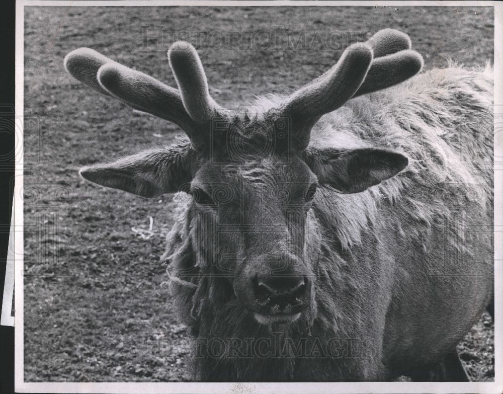 1960 Press Photo bull elk cows native diet - Historic Images