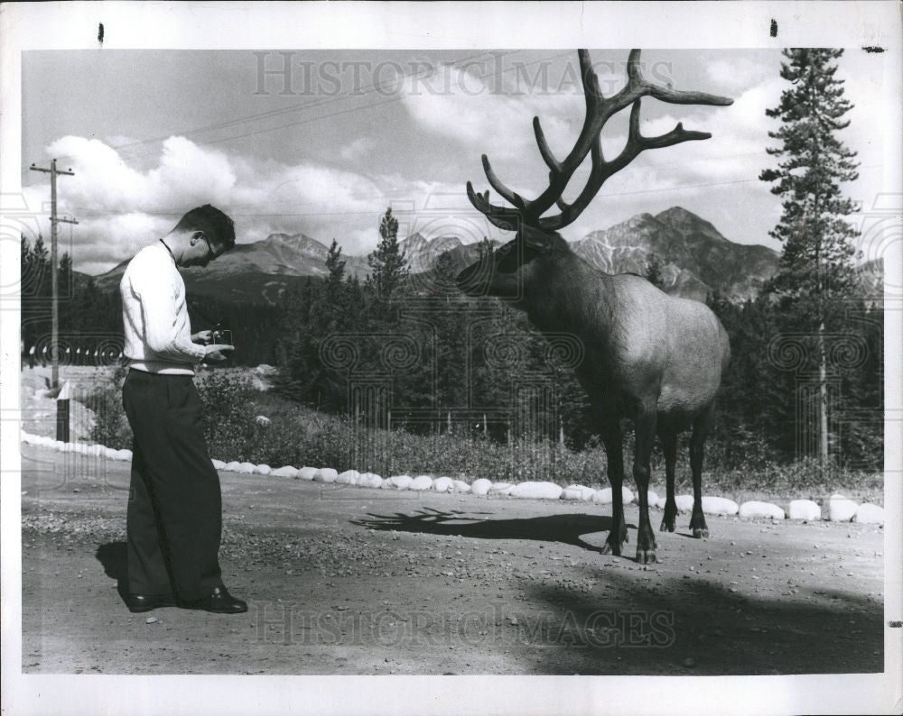 1960 Press Photo Elmer Elk Jasper National Park Canada - Historic Images