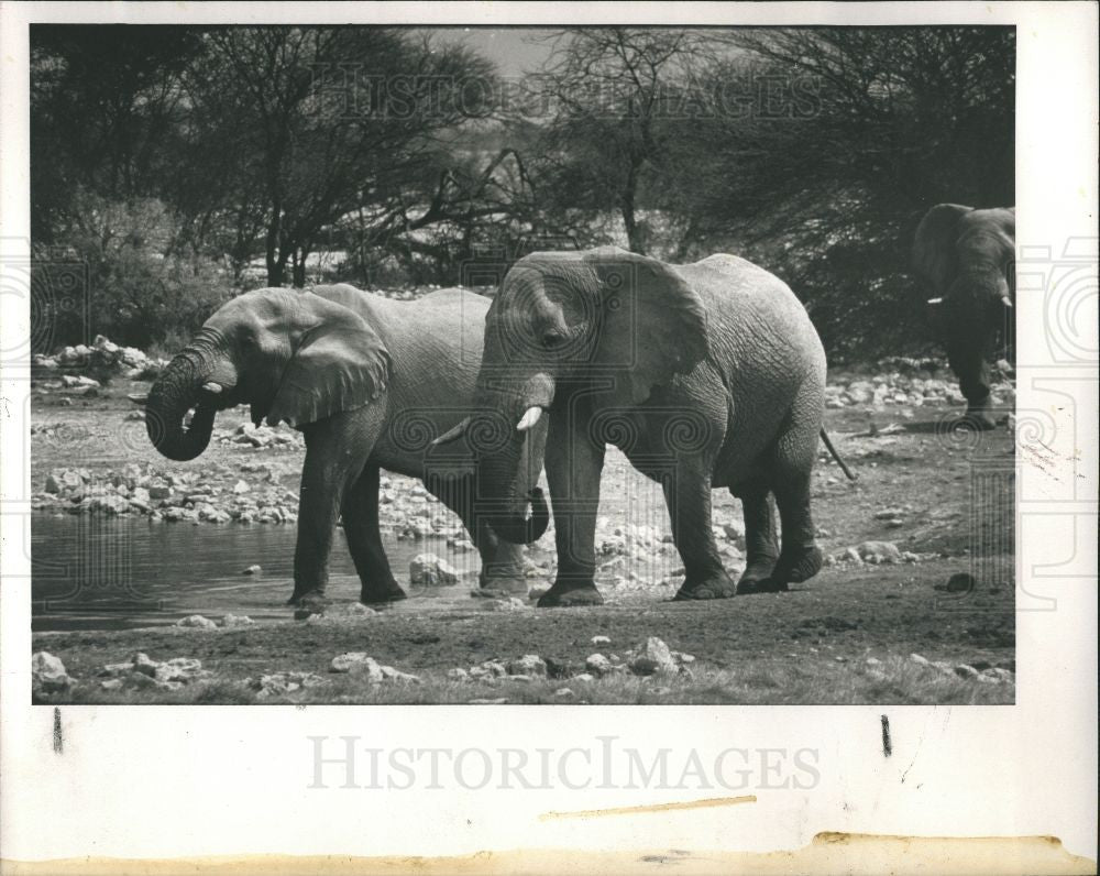 1989 Press Photo ELEPHANT - Historic Images