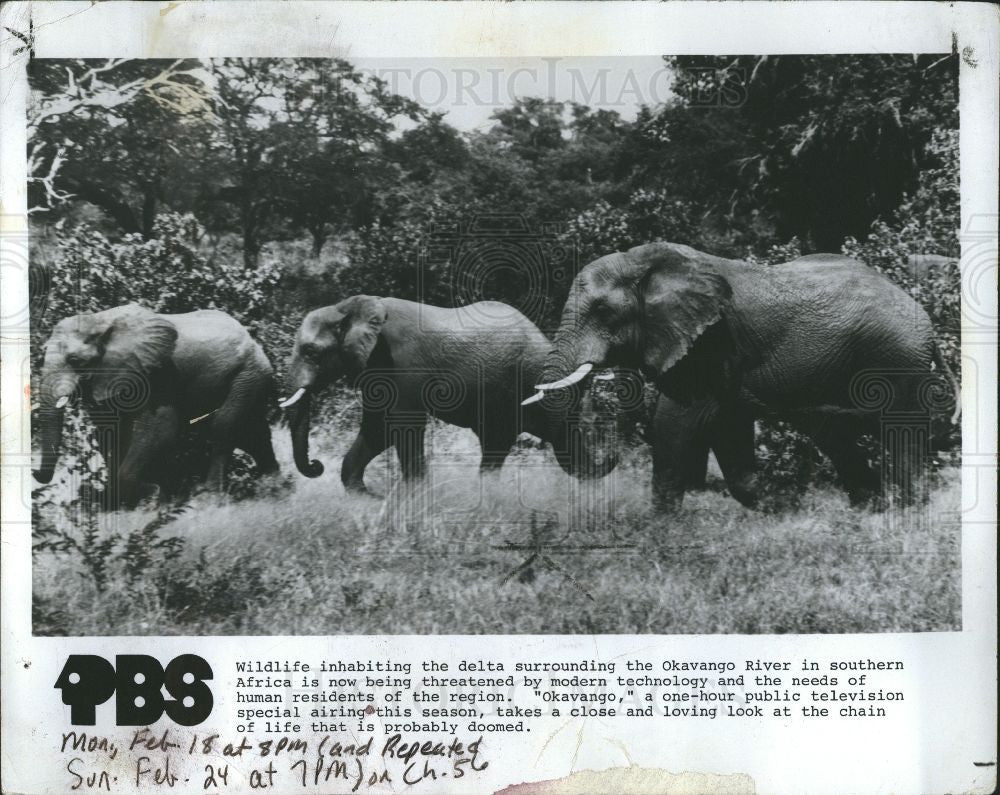 1989 Press Photo Wildlife inhabiting - Historic Images