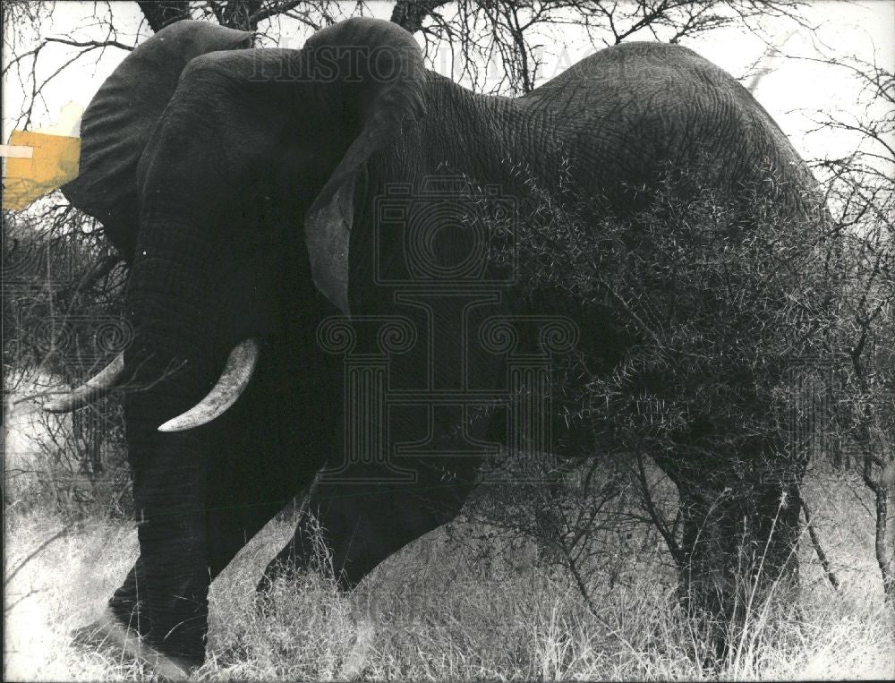 1978 Press Photo Elephant darted drug bush - Historic Images