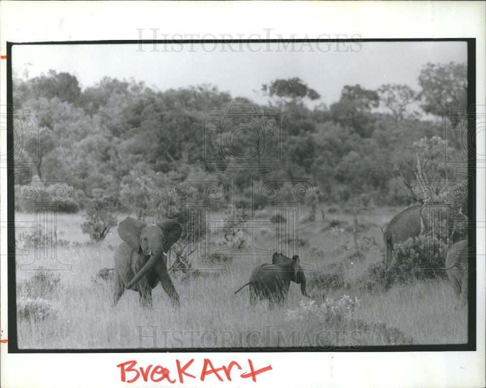 1991 Press Photo Elephants Orphaned Calves - Historic Images