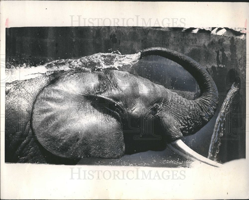 1967 Press Photo Animals-Elephant, Washington Zoo - Historic Images
