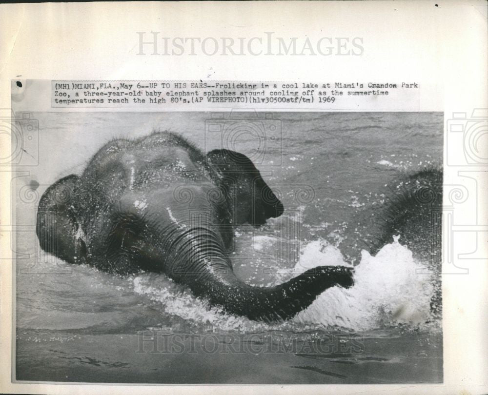 1969 Press Photo baby elephant Miami Crandon - Historic Images