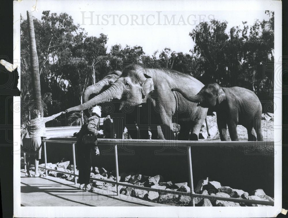 Press Photo Elephant - Historic Images