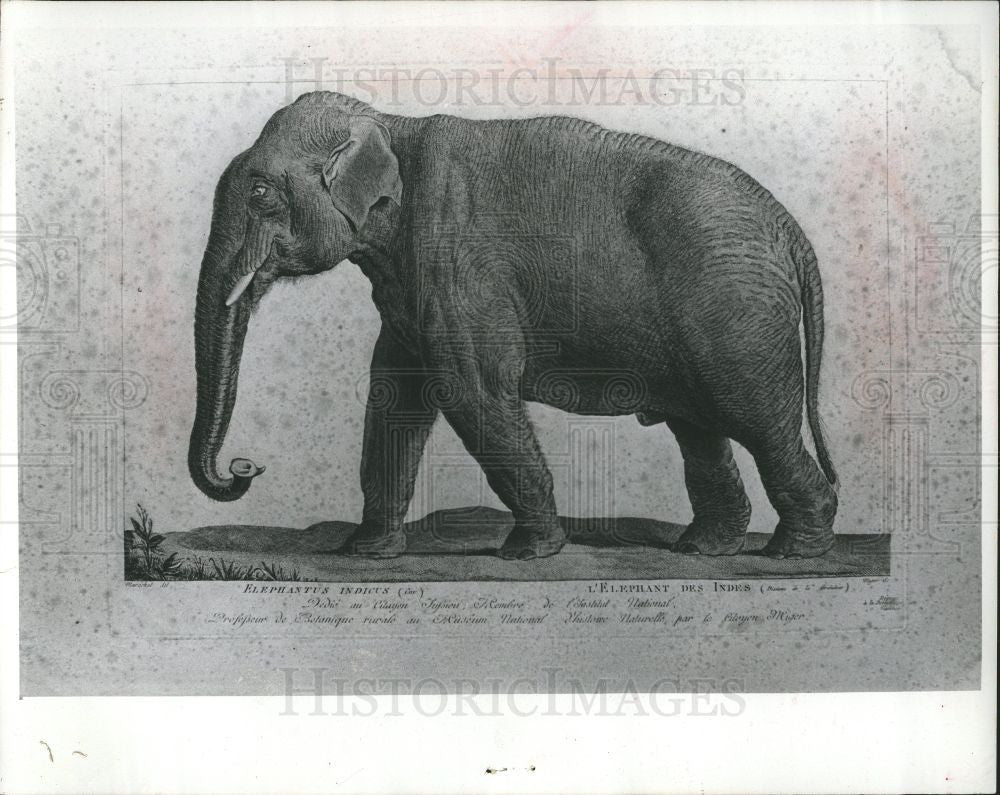1976 Press Photo Asian elephants endangered - Historic Images
