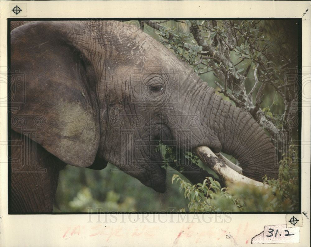 1991 Press Photo Elephant tusks eating leaves - Historic Images