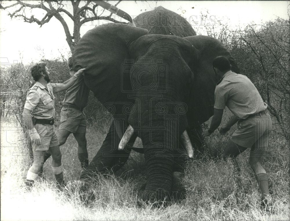 1979 Press Photo DRUGGING ELEPHANT , - Historic Images