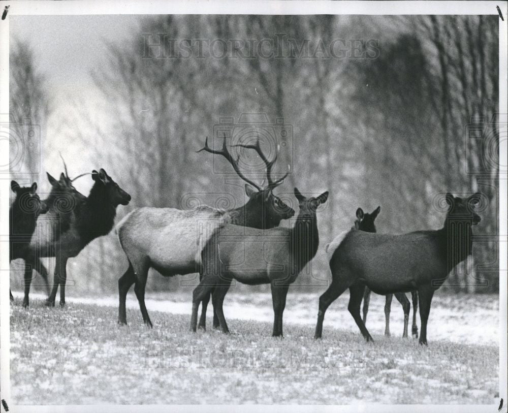 1988 Press Photo Deer - Historic Images