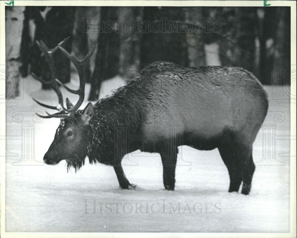 1985 Press Photo HERDS SLIP THROUGH FOREST AT DUSK - Historic Images