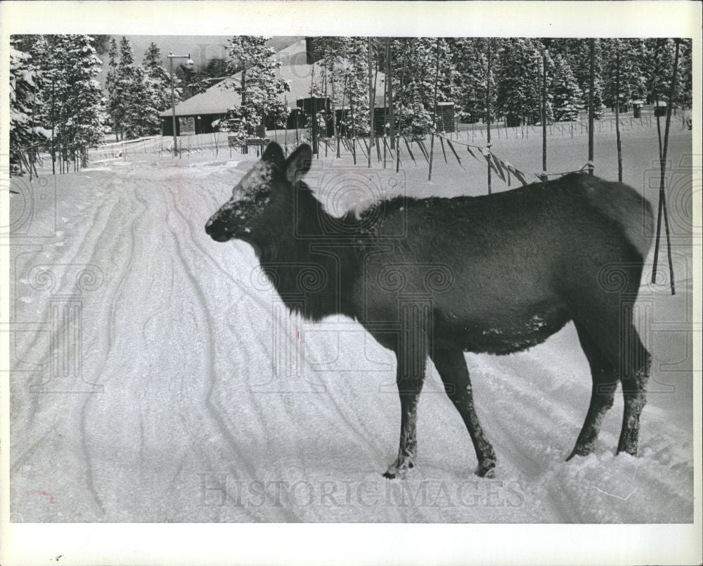 1979 Press Photo Female Elk Winter Animal Watching - Historic Images