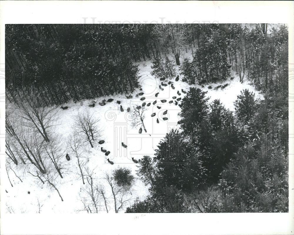 1993 Press Photo Elk, - Historic Images