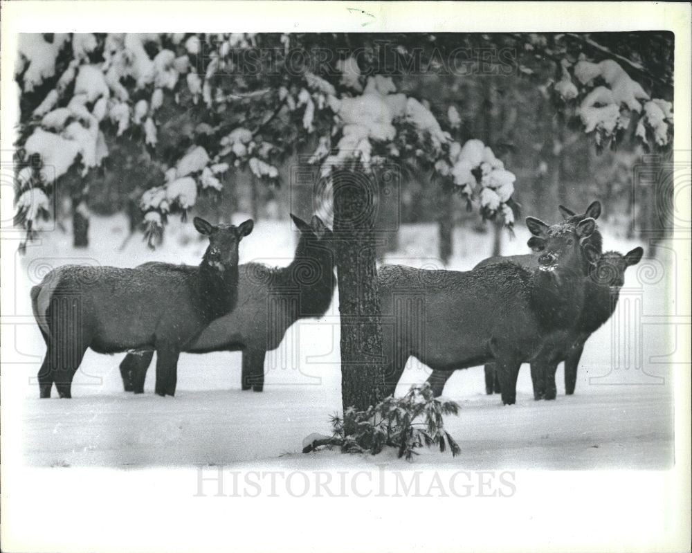 1987 Press Photo THE FALL AND WINTER HUNTS - Historic Images