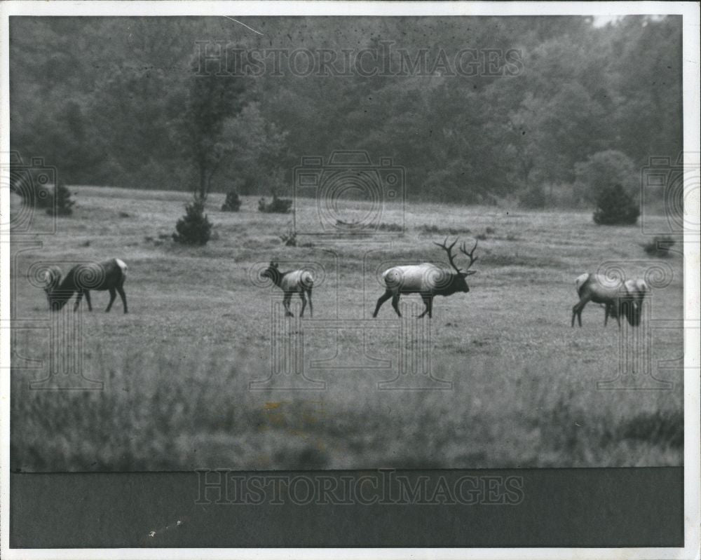 1976 Press Photo Oil Elk animal 1976 health nature - Historic Images