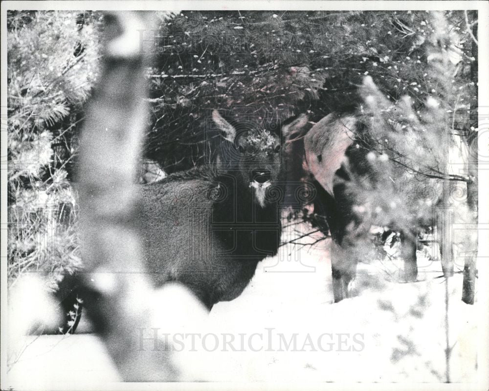 1977 Press Photo Elk Deer Mammals - Historic Images