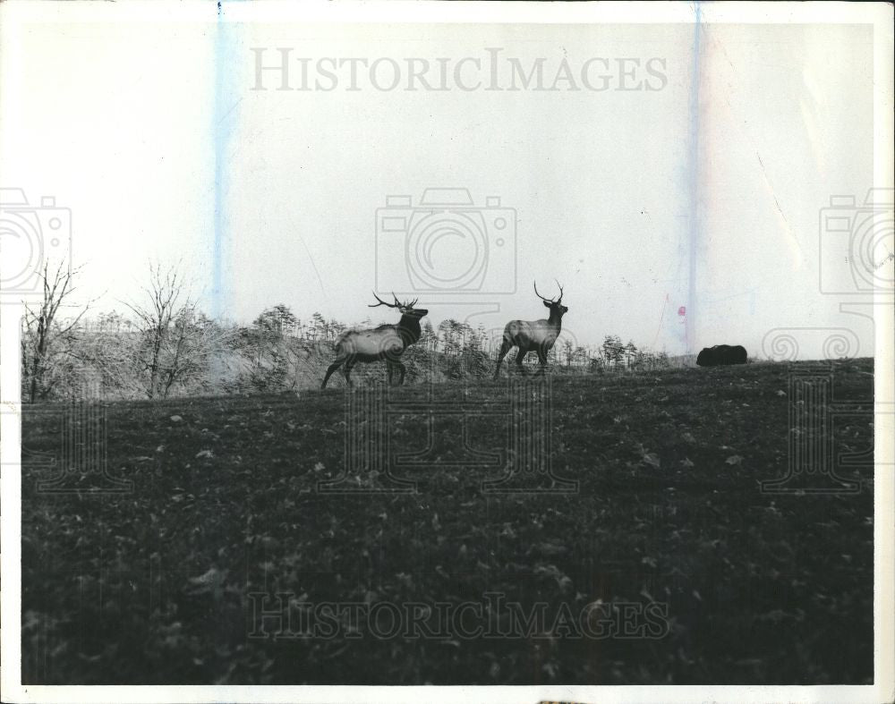 1988 Press Photo Elk species deer North America - Historic Images