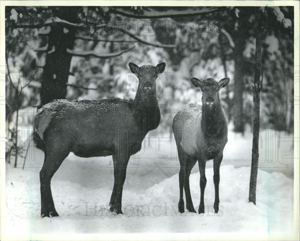 1985 Press Photo elk, woods, lower peninsula - Historic Images