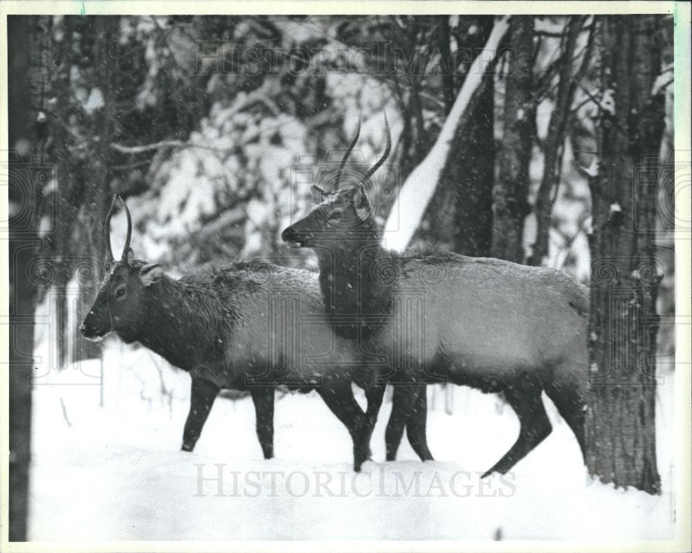 Press Photo animal - Historic Images