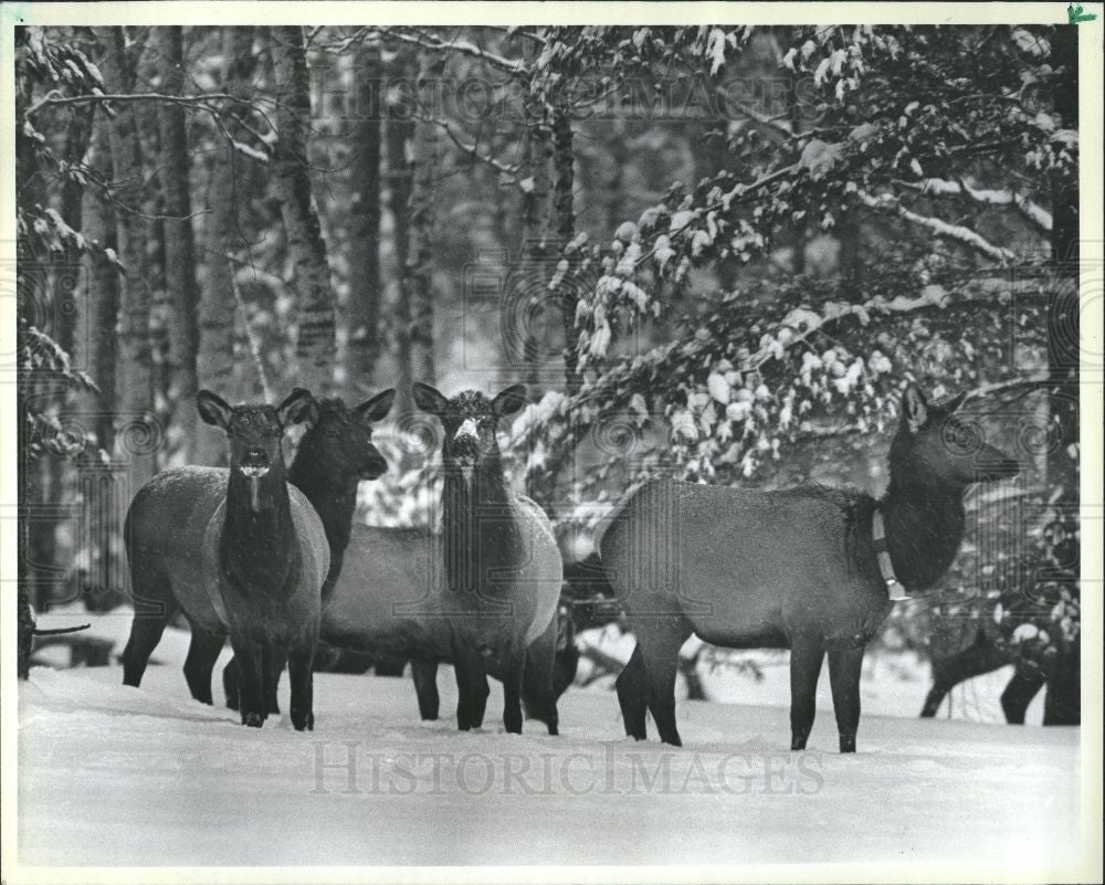 1985 Press Photo Elk Pigeon River Country State Forest - Historic Images