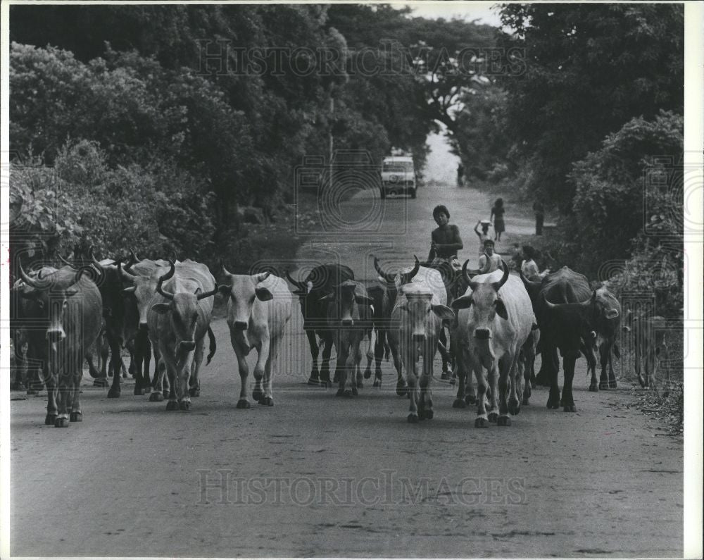 1990 Press Photo SALVADORAN BOY WITH CATTLE - Historic Images