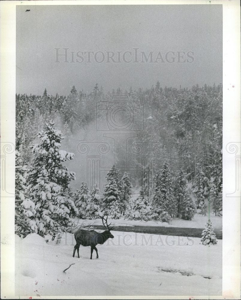 1979 Press Photo bull elk crosses steamy fire hole rive - Historic Images
