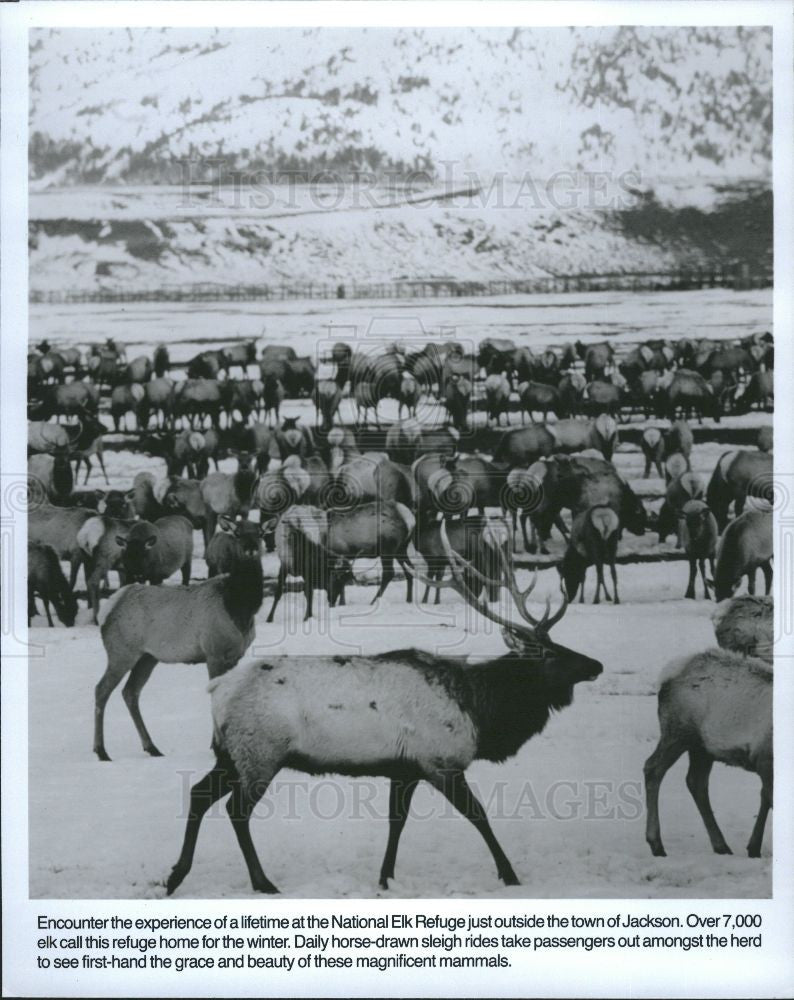 1990 Press Photo National Elk Refuge - Historic Images
