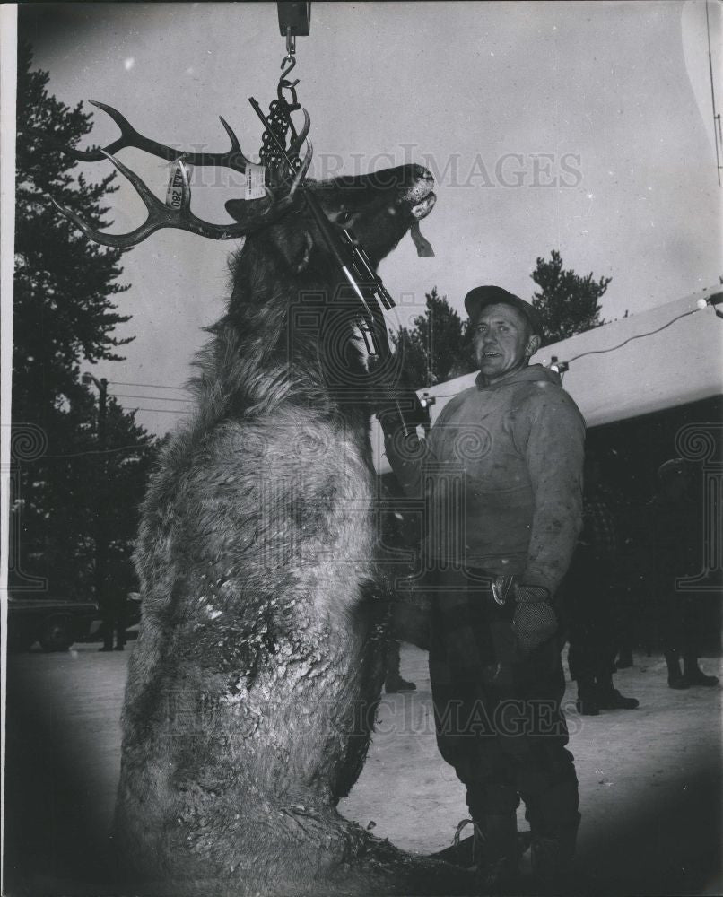1964 Press Photo Elk wapiti antlers large land mammal - Historic Images