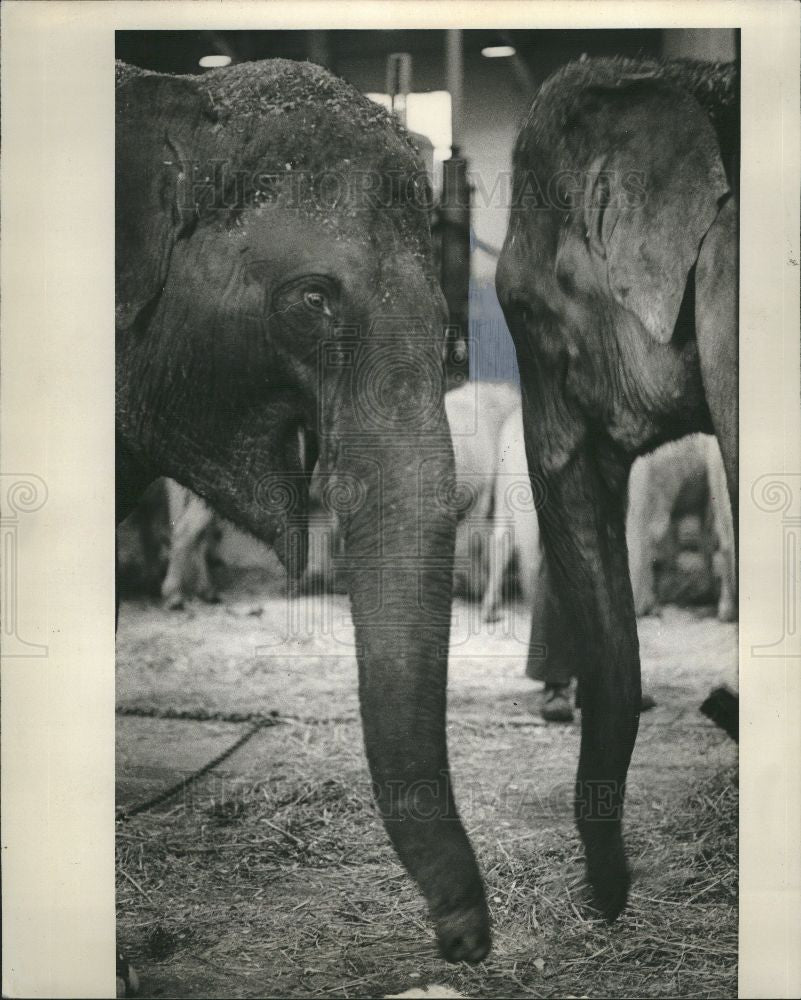 1977 Press Photo Elephant - Historic Images