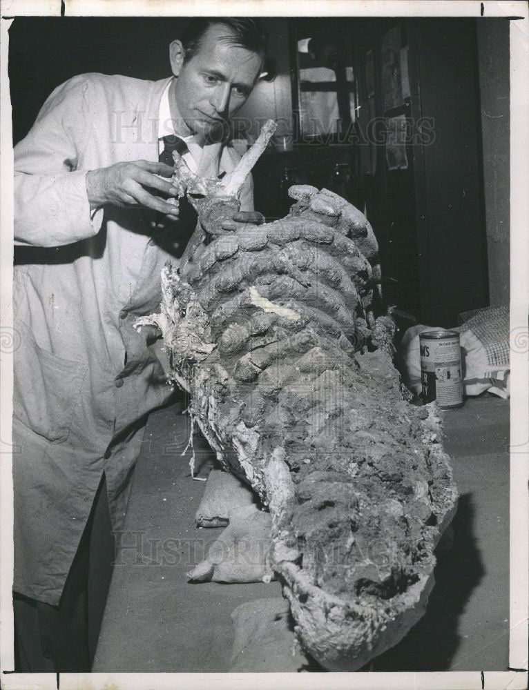 1957 Press Photo dinosaur glyptodon - Historic Images