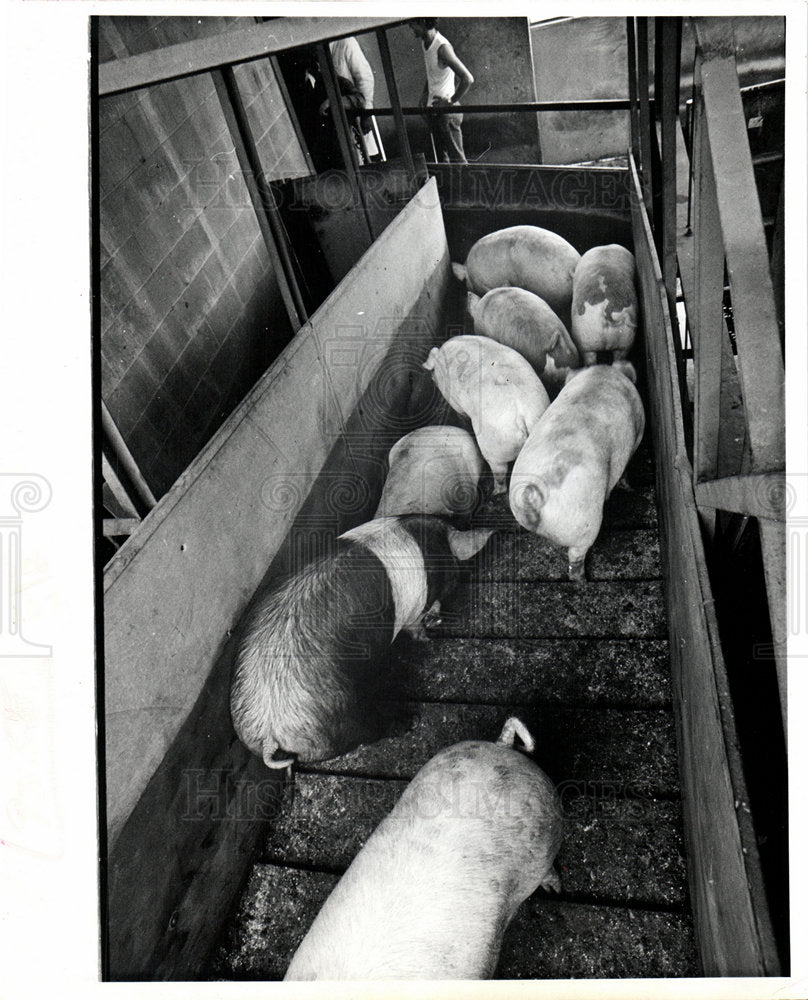 1973 meat pork Pigs-Historic Images