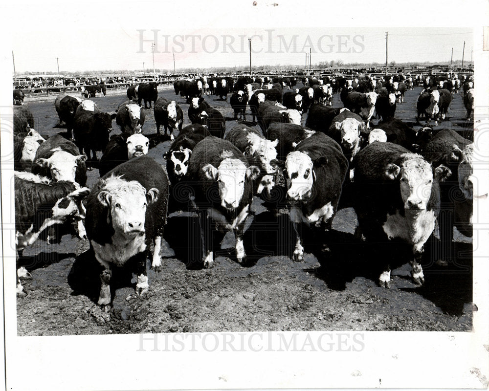 1972 Meat Processing Labeling Houston-Historic Images