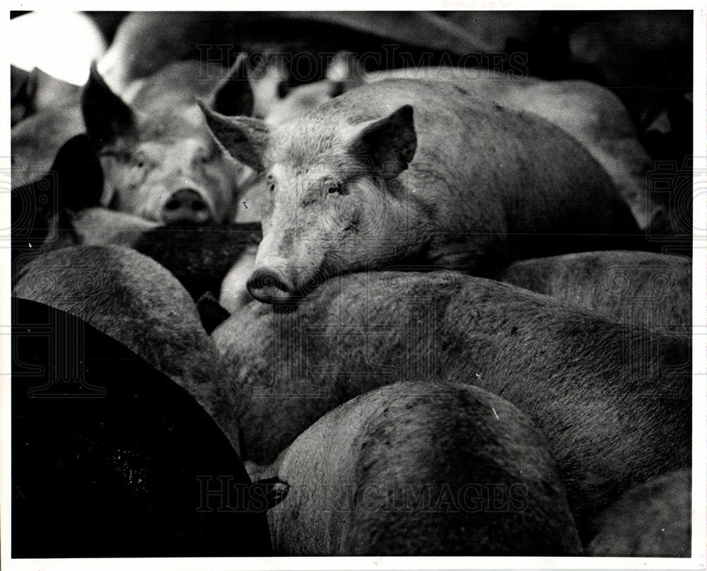 1973 Meat Pork Pigs Smart Friendly Music-Historic Images