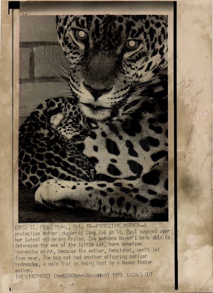 1973 jaguar offspring Como Zoo  St. Paul-Historic Images