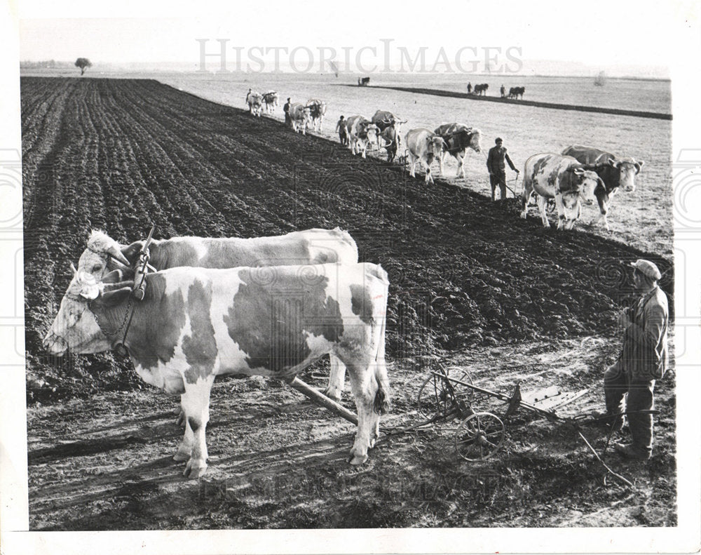 1959 Hungary&#39;s Gyoer-Sopron county farming-Historic Images