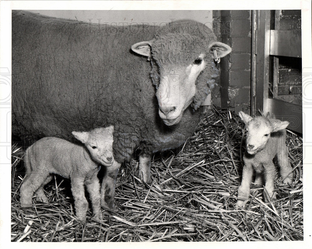 1966 twin lambs sheep Michigan State Fair-Historic Images